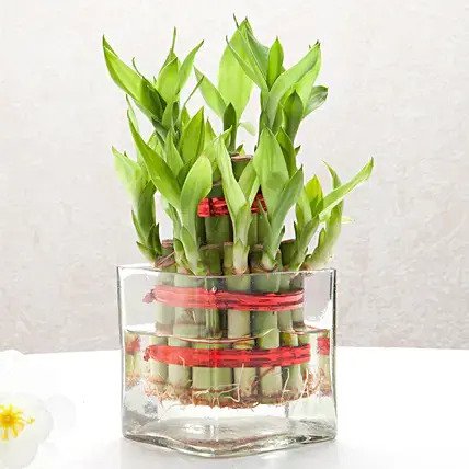 Good Luck 2 Layer Lucky Bamboo Plant