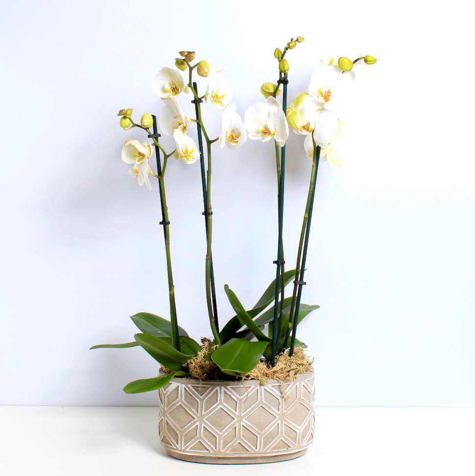 WHITE ORCHID PLANTER