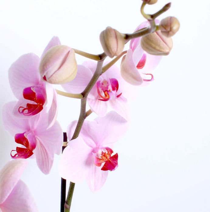 PINK ORCHID PLANTER