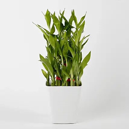 3 Layer Bamboo Plant in Striped Imported Plastic Pot