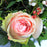 PINK ROSES 12