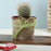 Furry Echinocactus Plant