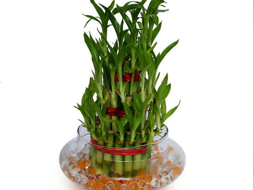 Good Luck Three Layer Lucky Bamboo Plant