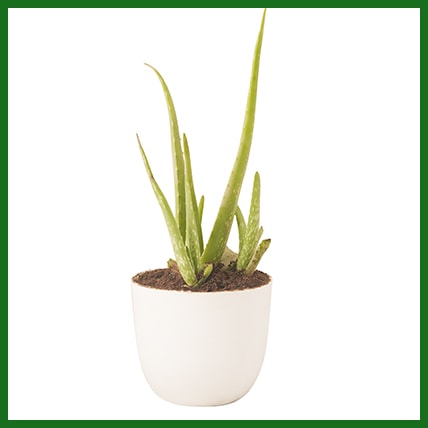 Aloe Vera Glory Plant