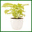 Sansevieria Green Compacta Plant