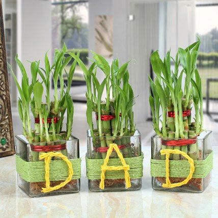 Three Lucky Bamboo Plants For Dad